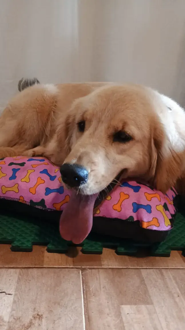 Golden retriever descansando confortavelmente