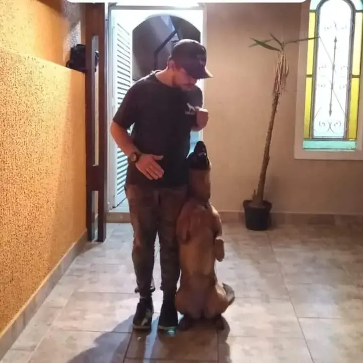 Demonstração de exercício de obediência canina